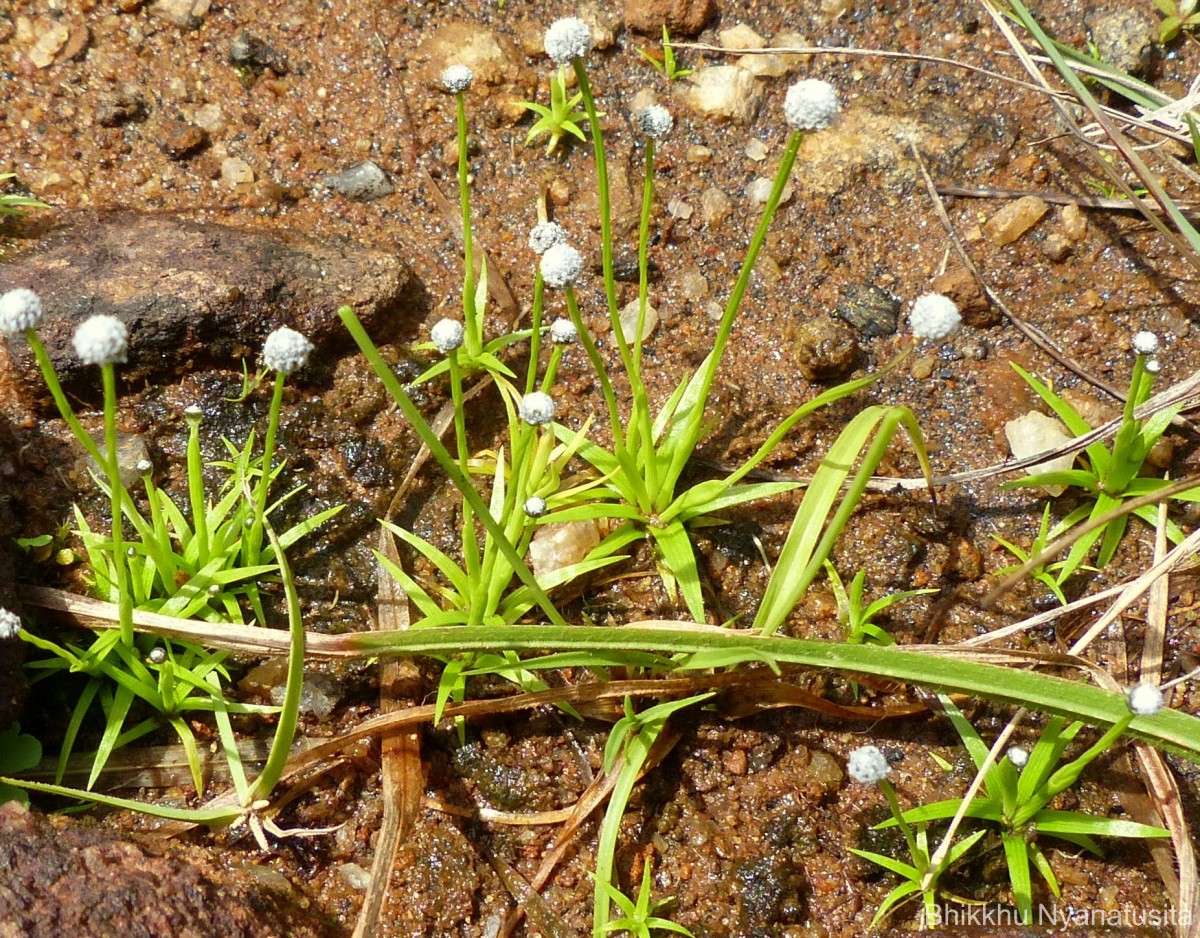 Eriocaulon thwaitesii Körn.